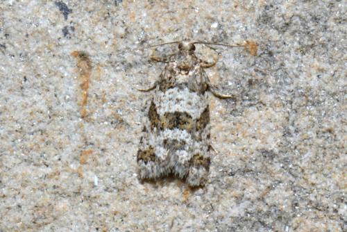 Isotrias rectifasciana